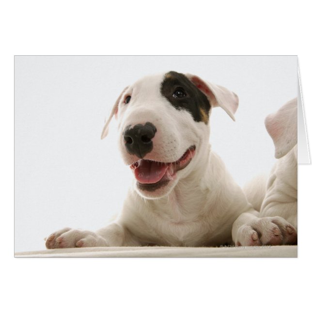 Bull Terriers (Vorderseite (Horizontal))