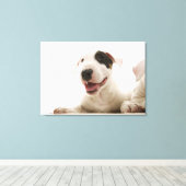 Bull Terriers Leinwanddruck (Insitu (Holzboden))