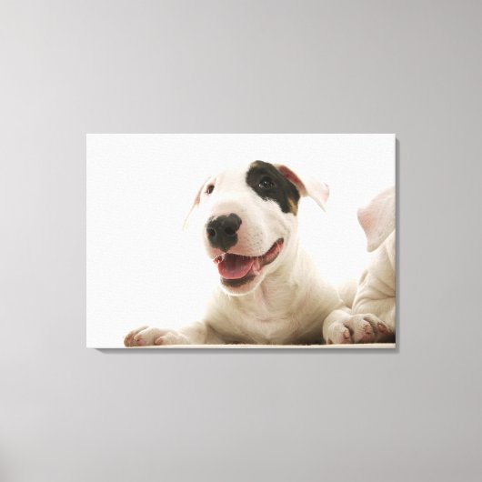 Bull Terriers Leinwanddruck (Vorderseite)