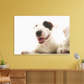 Bull Terriers Leinwanddruck (Insitu (Wohnzimmer))
