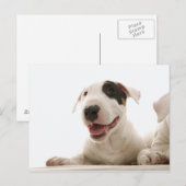 Bull Terriers Postkarte (Vorne/Hinten)