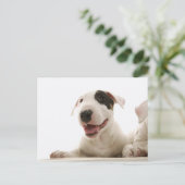 Bull Terriers Postkarte (Stehend Vorderseite)