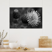 Bull Thistle Poster (Küche)