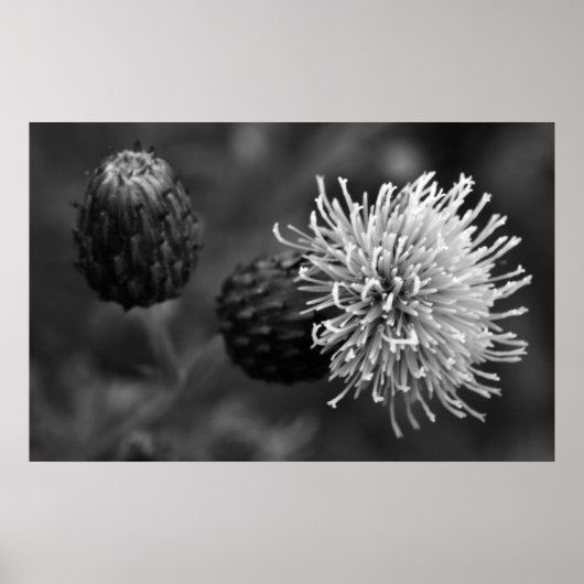 Bull Thistle Poster (Vorne)