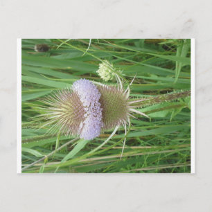 Bull Thistle Postkarte