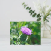 Bull Thistle Postkarte (Stehend Vorderseite)
