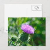 Bull Thistle Postkarte (Vorne/Hinten)
