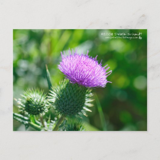 Bull Thistle Postkarte (Vorderseite)