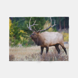Bull- und Espenbäume   Rocky Mountain National Par Fleecedecke