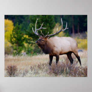 Bull- und Espenbäume   Rocky Mountain National Par Poster