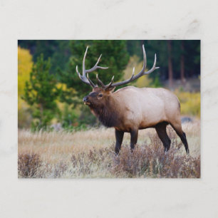 Bull- und Espenbäume Rocky Mountain National Par Postkarte