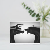 Bull vs Bear Black and White Postkarte (Stehend Vorderseite)