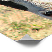 Bull Watch Poster (Ecke)