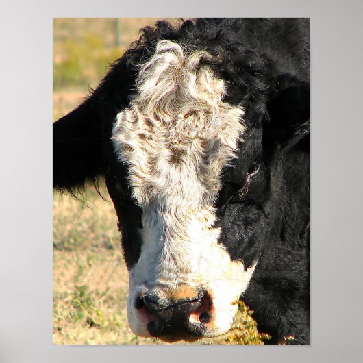 Bull Watch Poster (Vorne)