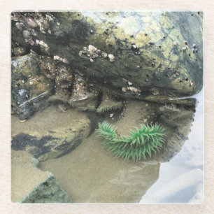 Bullards Beach State Park, Bandon, Oregon Glasuntersetzer