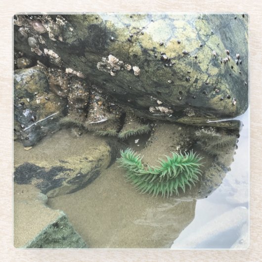 Bullards Beach State Park, Bandon, Oregon Glasuntersetzer (Vorderseite)