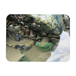 Bullards Beach State Park, Bandon, Oregon Magnet