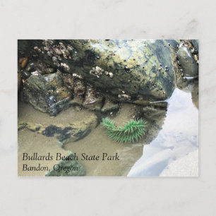 Bullards Beach State Park, Bandon, Oregon Postkarte