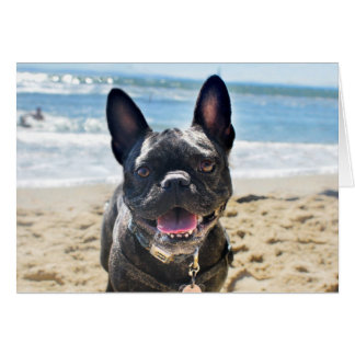 Bulldog