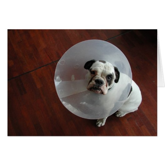 Bulldog (Vorderseite (Horizontal))