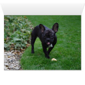 Bulldog (Innenansicht Horizontal (Unten))