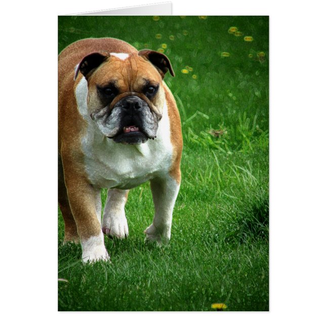 Bulldog (Vorne)