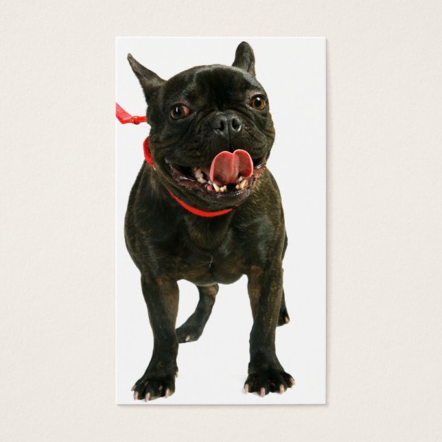 Bulldog (Vorderseite)