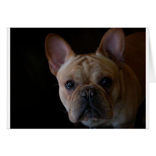 Bulldog (Vorderseite (Horizontal))