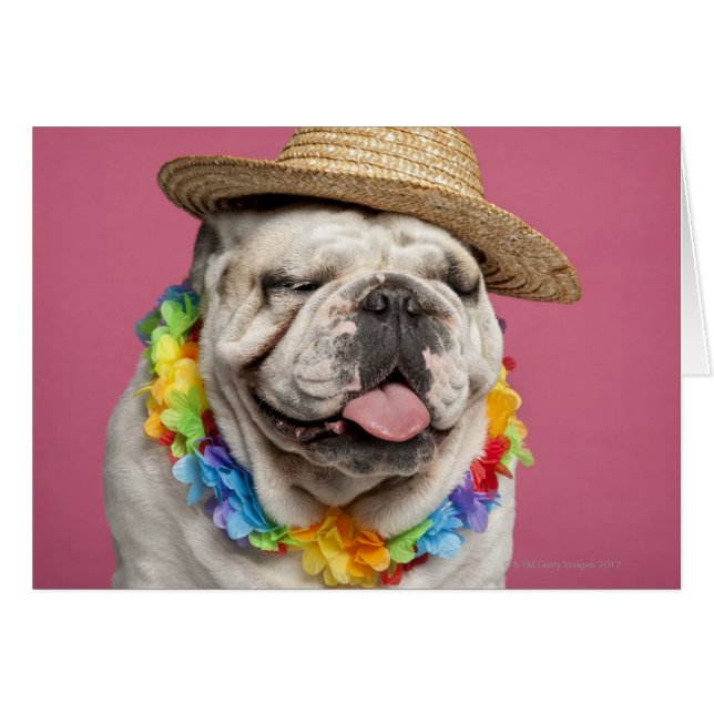 Bulldog (18 Monate alt) mit Strohhalm (Vorderseite (Horizontal))