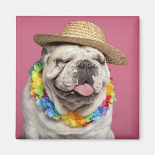 Bulldog (18 Monate alt) mit Strohhalm Magnet
