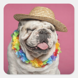 Bulldog (18 Monate alt) mit Strohhalm Quadratischer Aufkleber