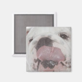 Bulldog 2 magnet (Vorderseite/Rückseite)