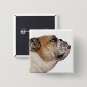 Bulldog (6 Jahre alt) Button (Vorne & Hinten)