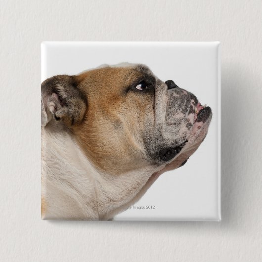 Bulldog (6 Jahre alt) Button (Vorderseite)