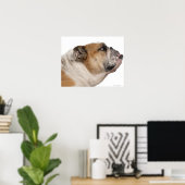 Bulldog (6 Jahre alt) Poster (Heimbüro)