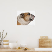 Bulldog (6 Jahre alt) Poster (Küche)