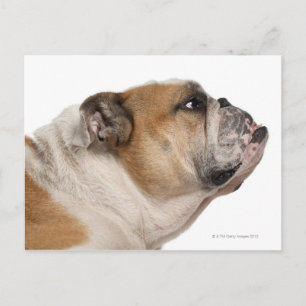 Bulldog (6 Jahre alt) Postkarte