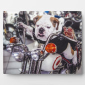 Bulldog auf Motorrad Fotoplatte (Vorderseite)