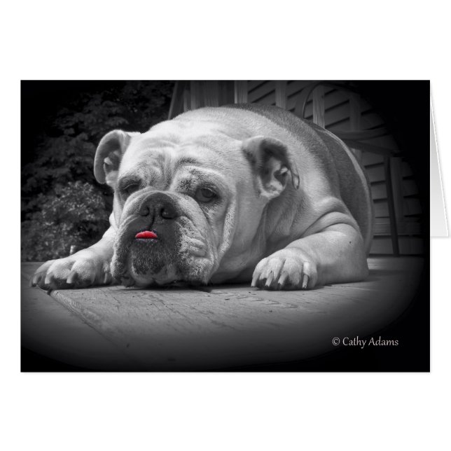 BullDog Beauty (Vorderseite (Horizontal))