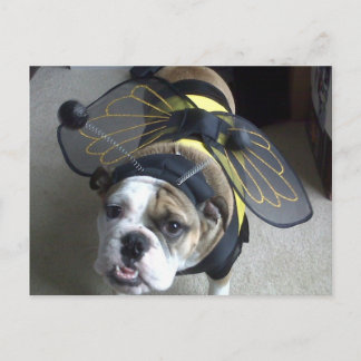 Bulldog Bee Postkarte