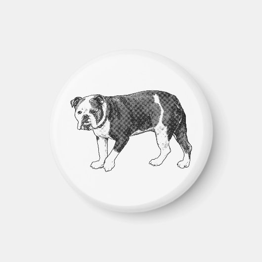 Bulldog-Blick, Manga-Punkt-Magnet Magnet (Vorne)