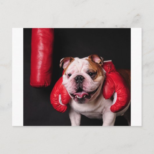 Bulldog Boxer Postkarte (Vorderseite)