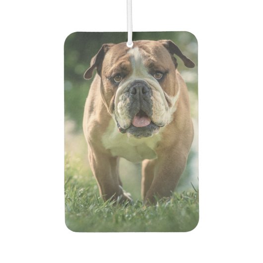 Bulldog Car Air Freshener Autolufterfrischer (Vorderseite)