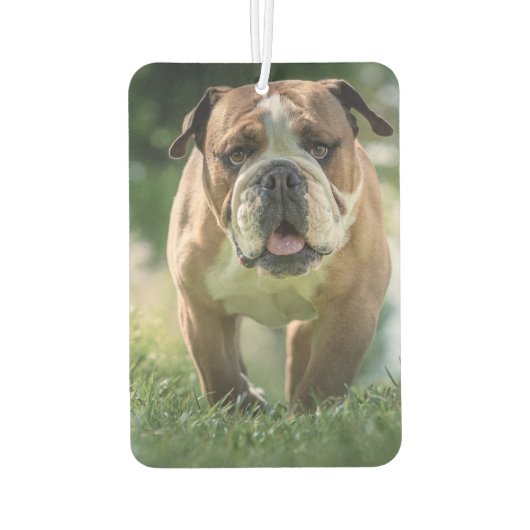 Bulldog Car Air Freshener Autolufterfrischer (Rückseite)
