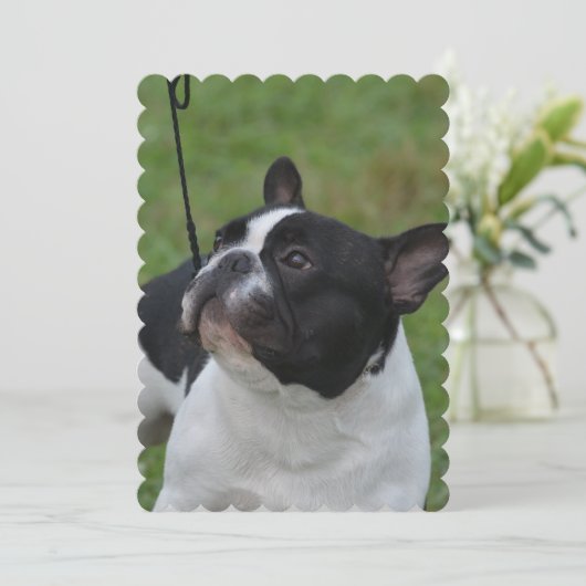 Bulldog Einladung (Stehend Vorderseite)