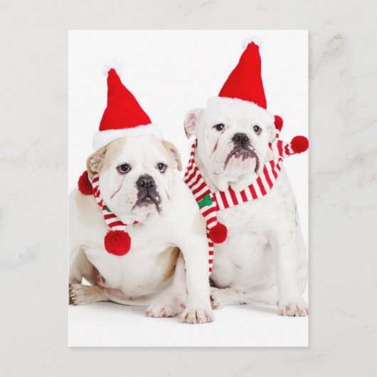Bulldog Elves Postkarte (Vorderseite)