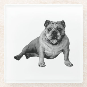 Bulldog Entspannungsmoment Glasuntersetzer