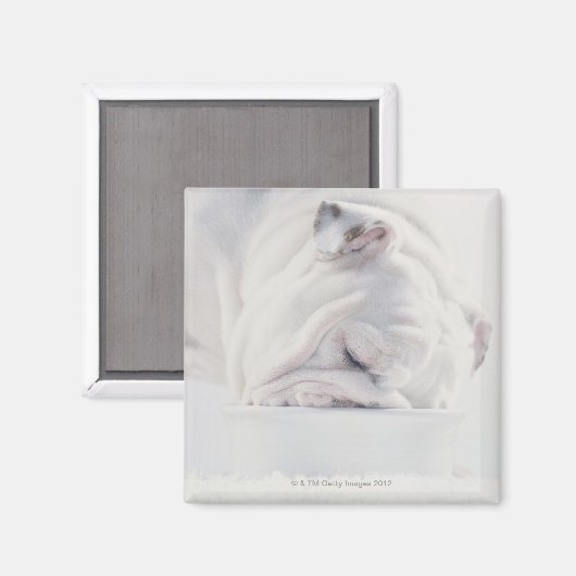 Bulldog essen magnet (Vorderseite/Rückseite)