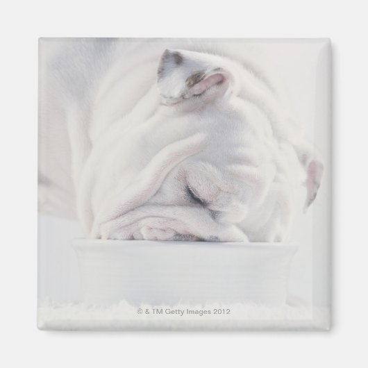Bulldog essen magnet (Vorne)