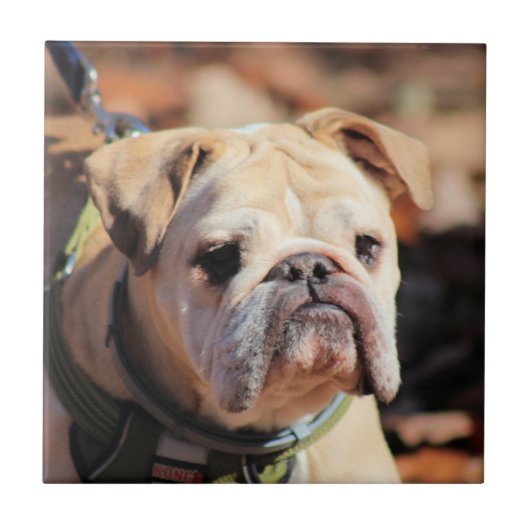 Bulldog Fliese (Vorderseite)